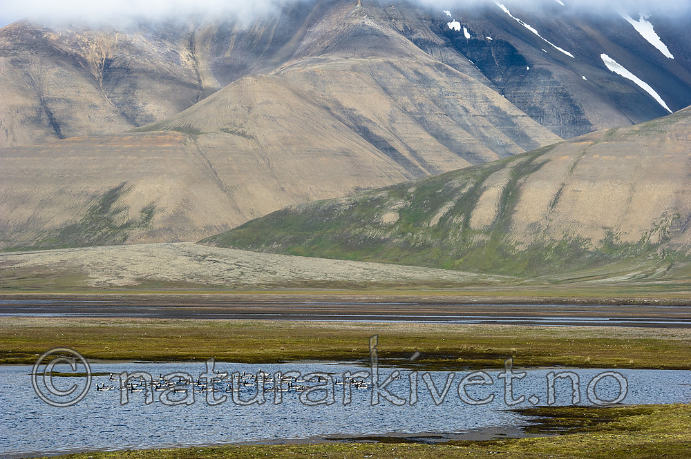 BB_20160729_0030 / Branta leucopsis / Hvitkinngås