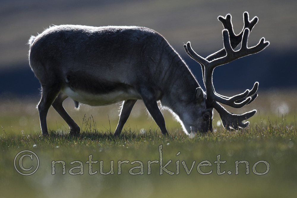 BB_20160729_0052 / Rangifer tarandus platyrhynchus / Svalbardrein