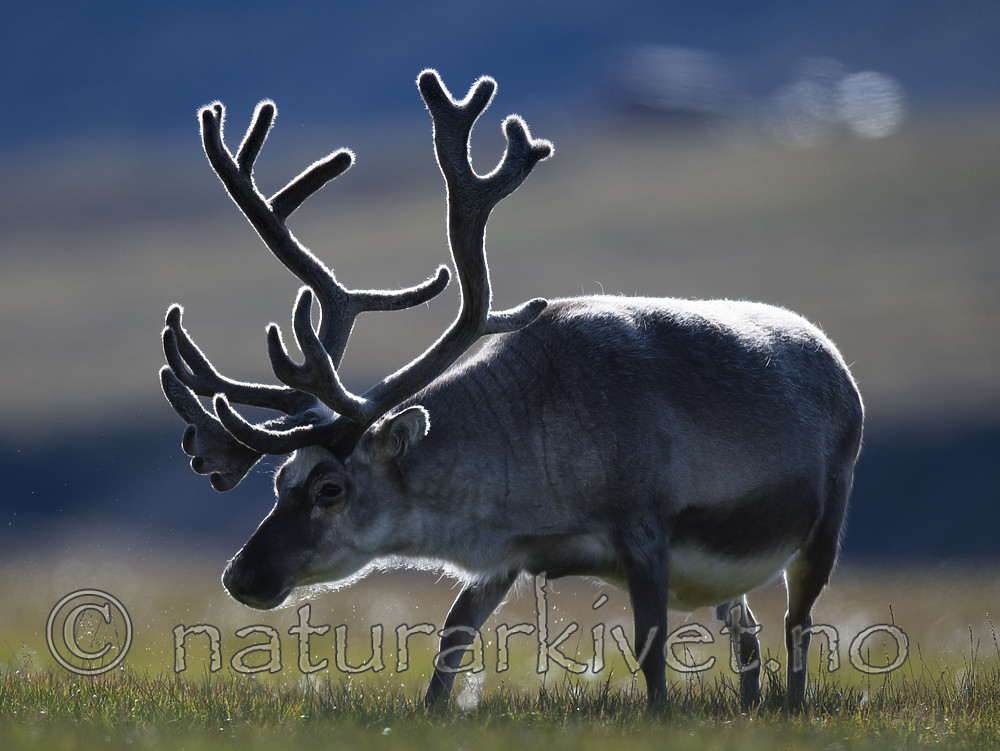 BB_20160729_0055 / Rangifer tarandus platyrhynchus / Svalbardrein