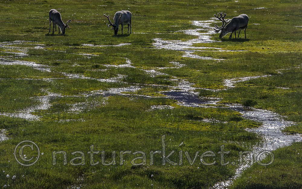BB_20160729_0057 / Rangifer tarandus platyrhynchus / Svalbardrein