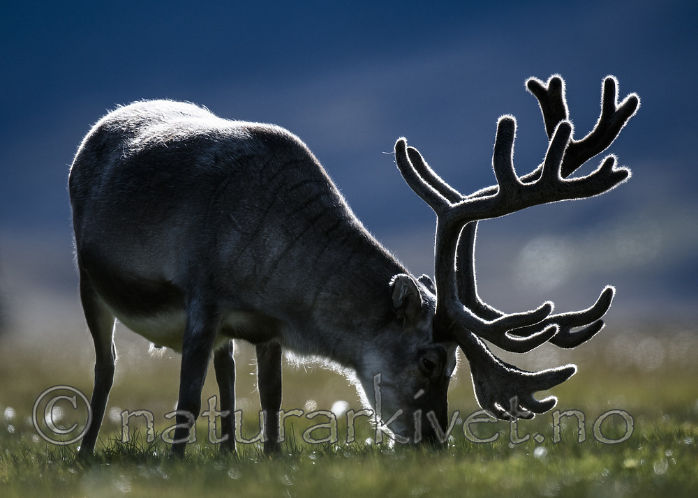 BB_20160729_0063 / Rangifer tarandus platyrhynchus / Svalbardrein