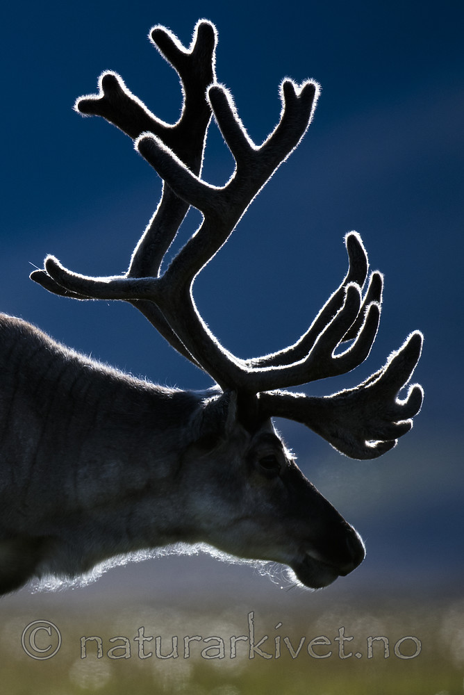 BB_20160729_0064 / Rangifer tarandus platyrhynchus / Svalbardrein