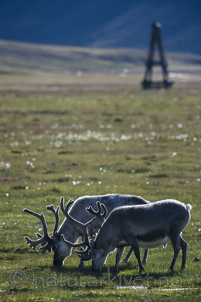 BB_20160729_0067 / Rangifer tarandus platyrhynchus / Svalbardrein