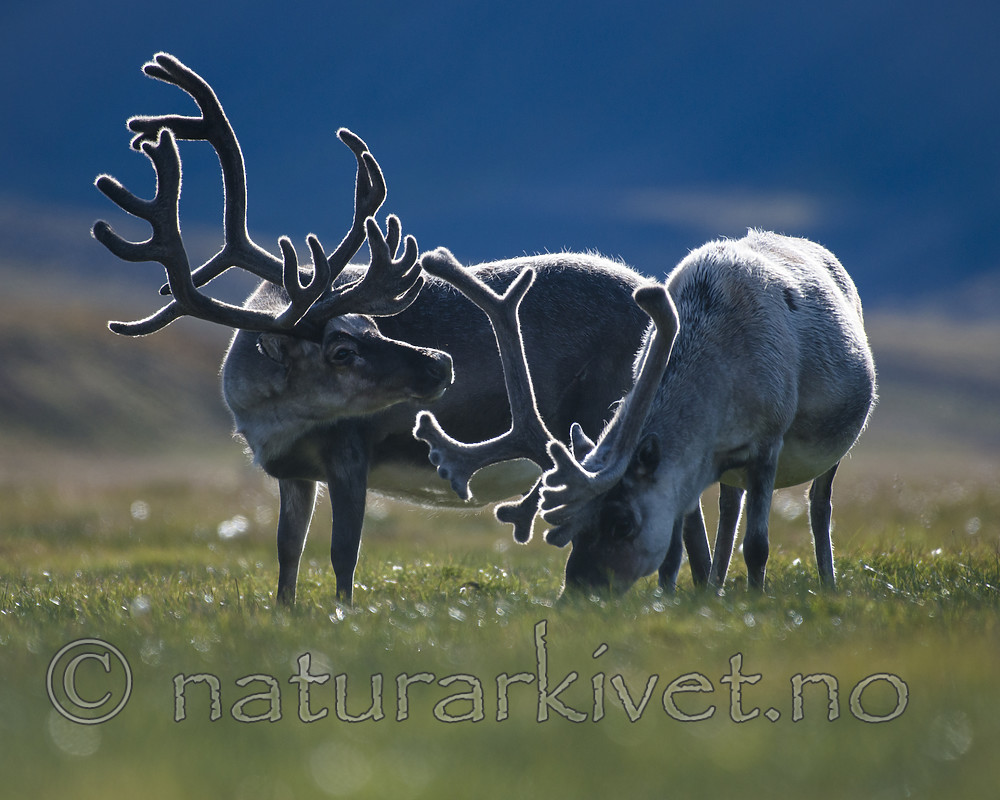 BB_20160729_0073 / Rangifer tarandus platyrhynchus / Svalbardrein