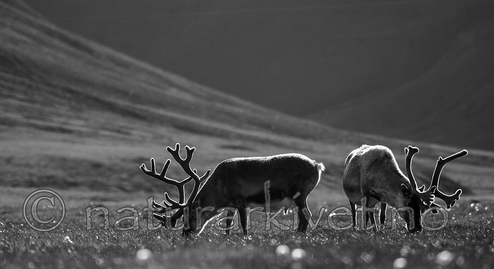 BB_20160729_0075 / Rangifer tarandus platyrhynchus / Svalbardrein