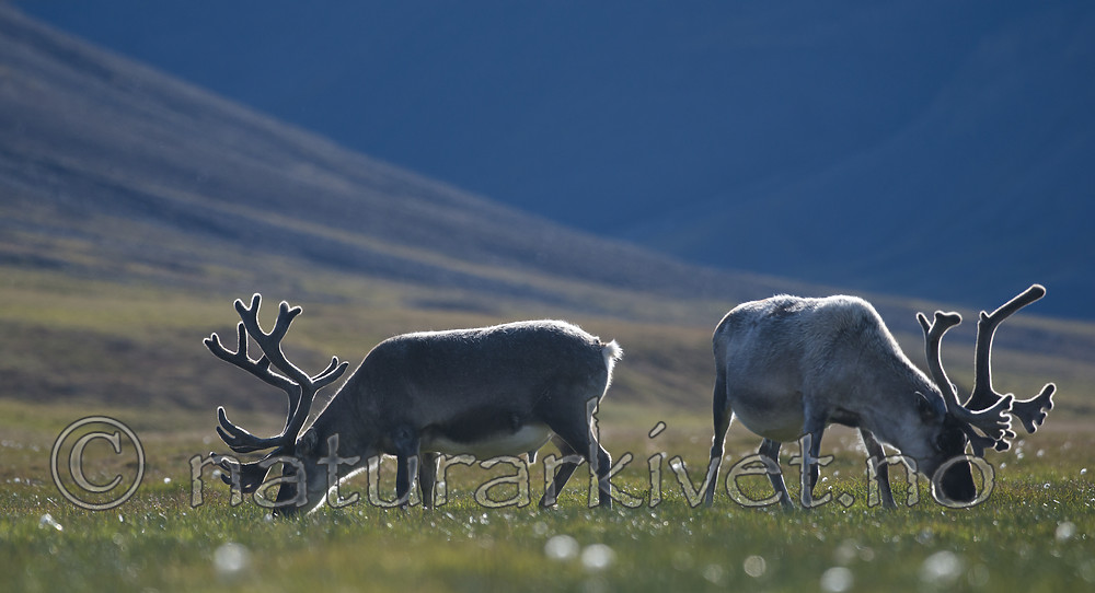 BB_20160729_0076 / Rangifer tarandus platyrhynchus / Svalbardrein