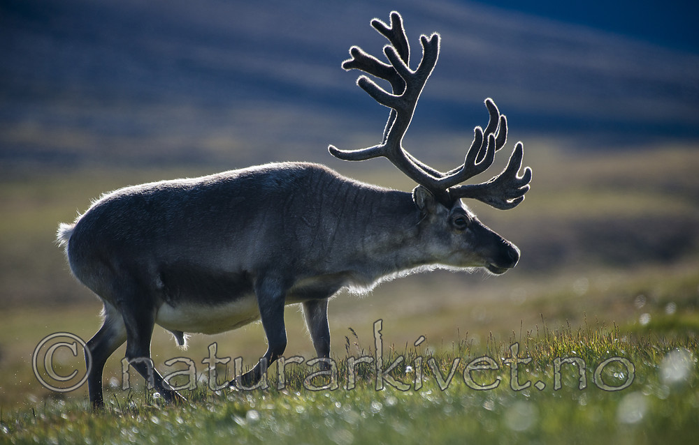 BB_20160729_0080 / Rangifer tarandus platyrhynchus / Svalbardrein