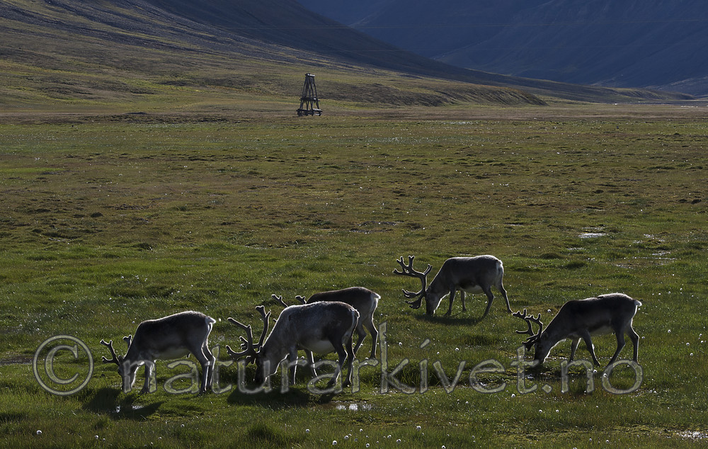 BB_20160729_0097 / Rangifer tarandus platyrhynchus / Svalbardrein