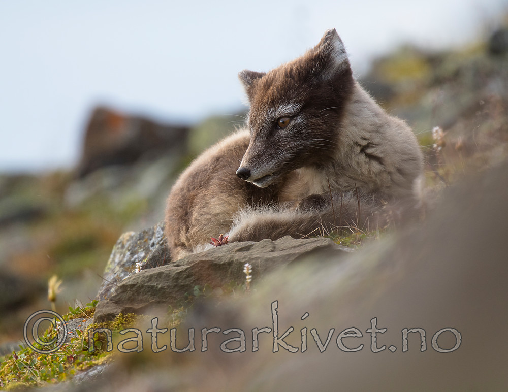 BB_20160729_0155 / Vulpes lagopus / Fjellrev