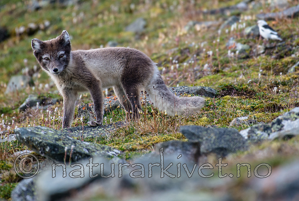 BB_20160729_0158 / Plectrophenax nivalis / Snøspurv <br /> Vulpes lagopus / Fjellrev