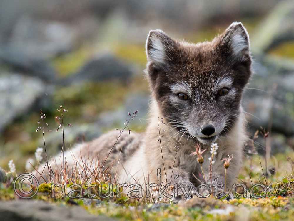BB_20160729_0169 / Vulpes lagopus / Fjellrev