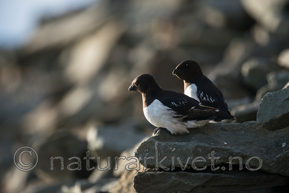 BB_20160729_0204 / Alle alle / Alkekonge