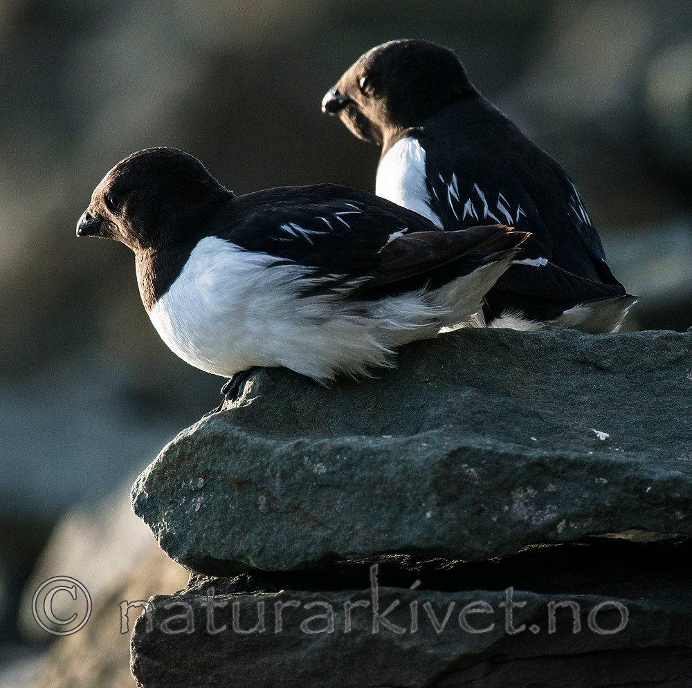 BB_20160729_0210 / Alle alle / Alkekonge