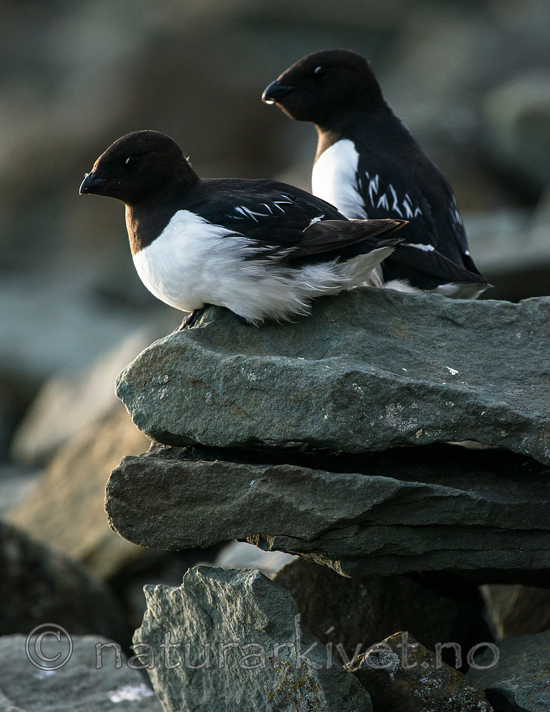 BB_20160729_0218 / Alle alle / Alkekonge