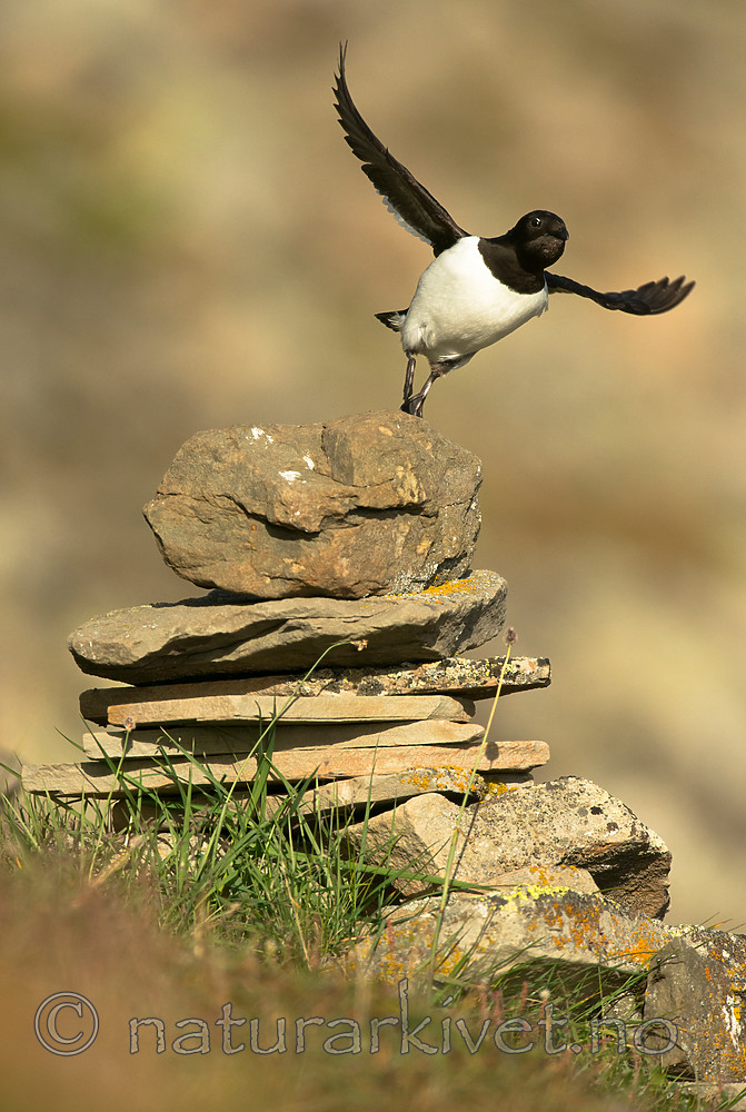 BB_20160729_0227 / Alle alle / Alkekonge