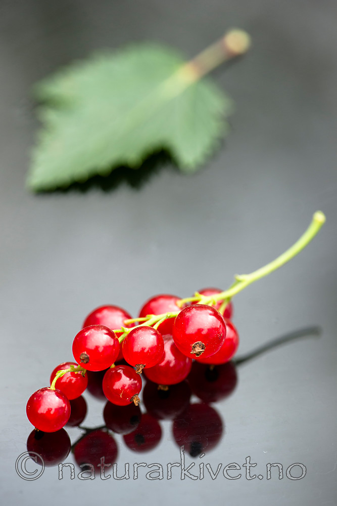 BB_20160807_0005 / Ribes rubrum / Hagerips