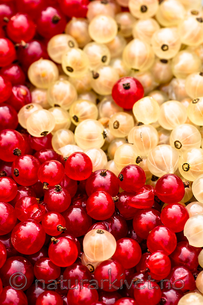 BB_20160807_0016 / Ribes rubrum / Hagerips