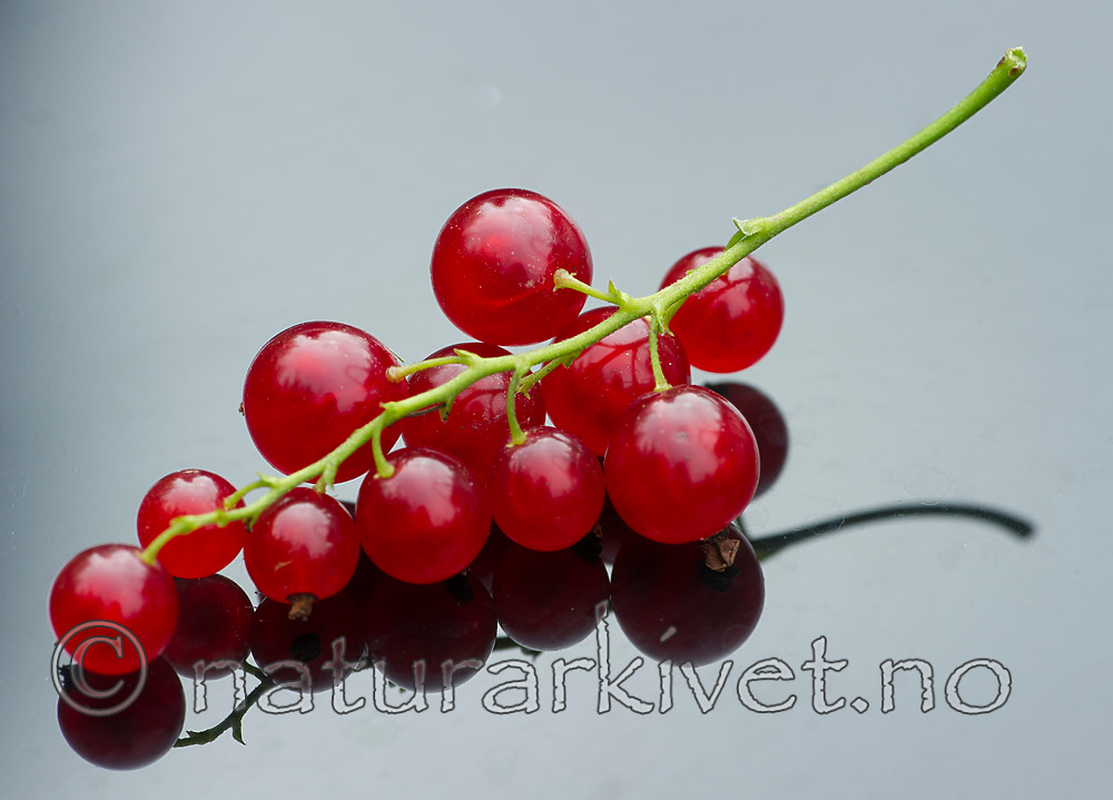 BB_20160807_0017 / Ribes rubrum / Hagerips