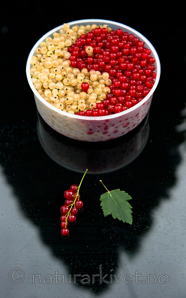 BB_20160807_0021 / Ribes rubrum / Hagerips