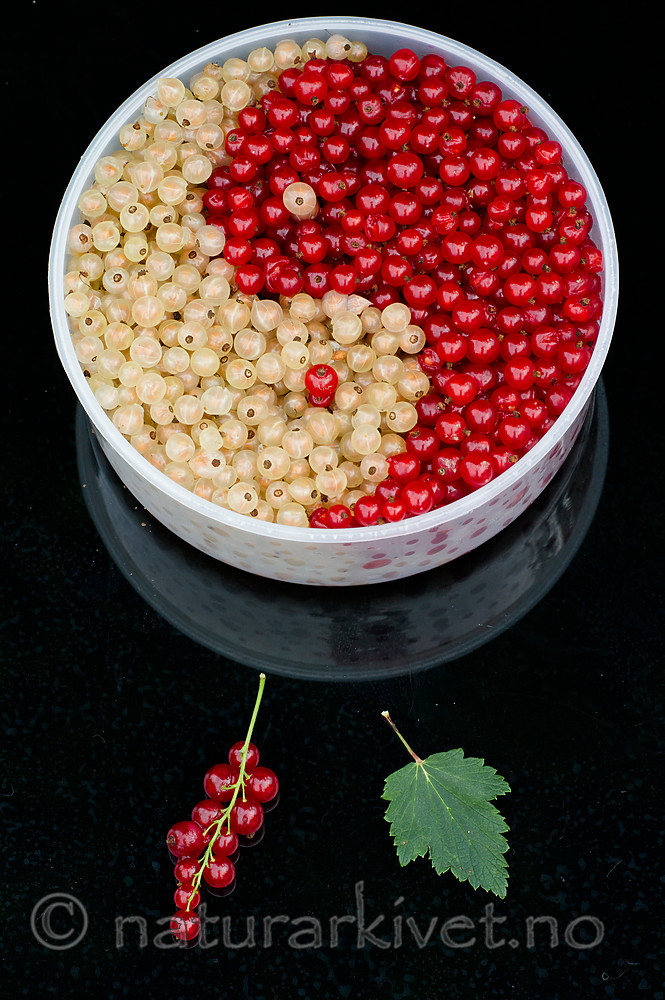 BB_20160807_0023 / Ribes rubrum / Hagerips