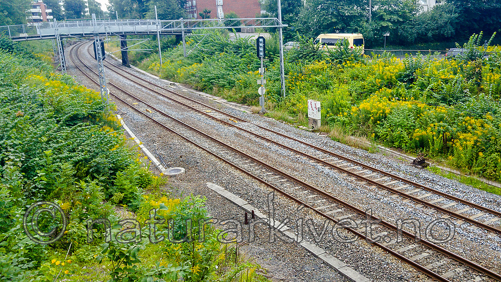 BB_20160809_0003 / Solidago canadensis / Kanadagullris