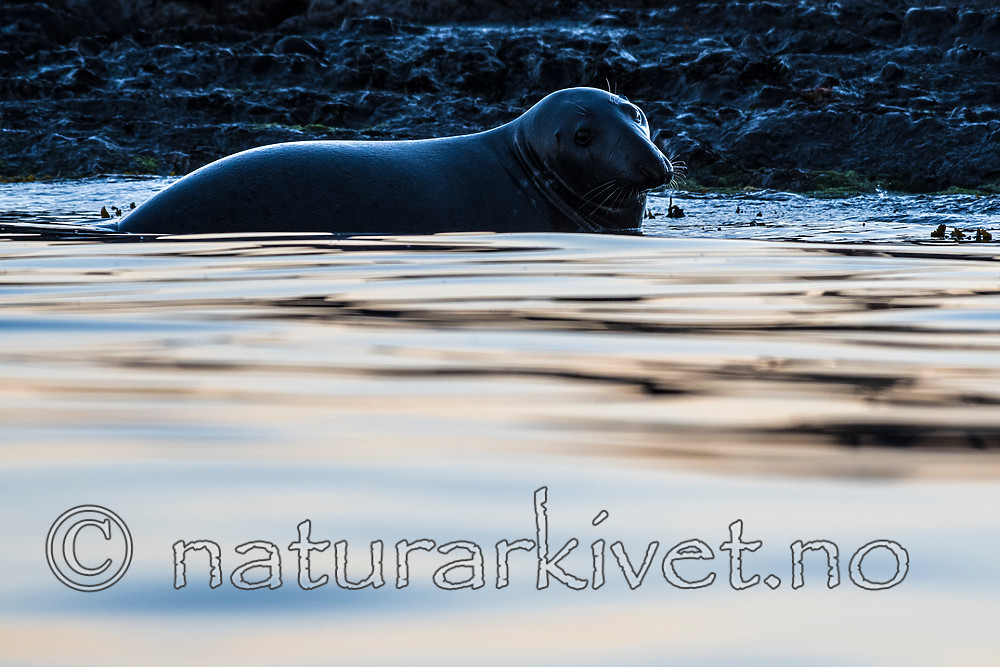 BB_20160816_0164 / Halichoerus grypus / Havert