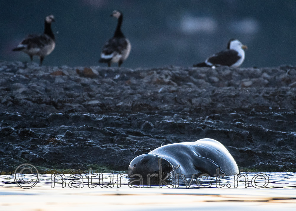 BB_20160816_0224 / Halichoerus grypus / Havert