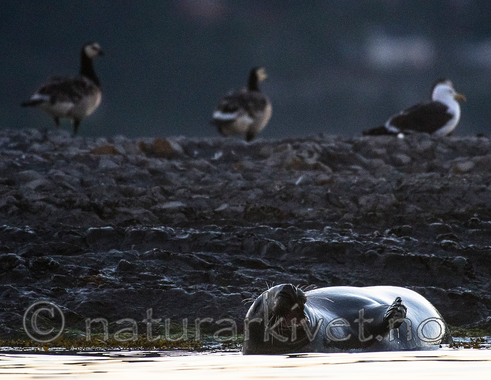 BB_20160816_0226 / Halichoerus grypus / Havert