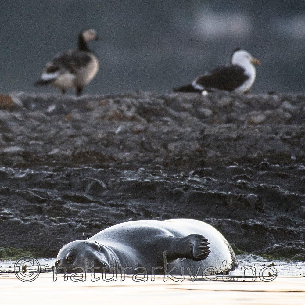 BB_20160816_0230 / Branta leucopsis / Hvitkinngås <br /> Halichoerus grypus / Havert <br /> Larus marinus / Svartbak