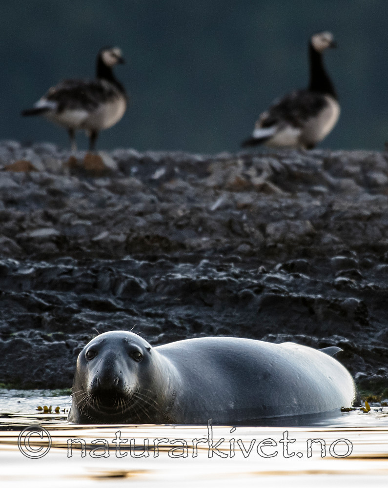 BB_20160816_0240 / Branta leucopsis / Hvitkinngås <br /> Halichoerus grypus / Havert