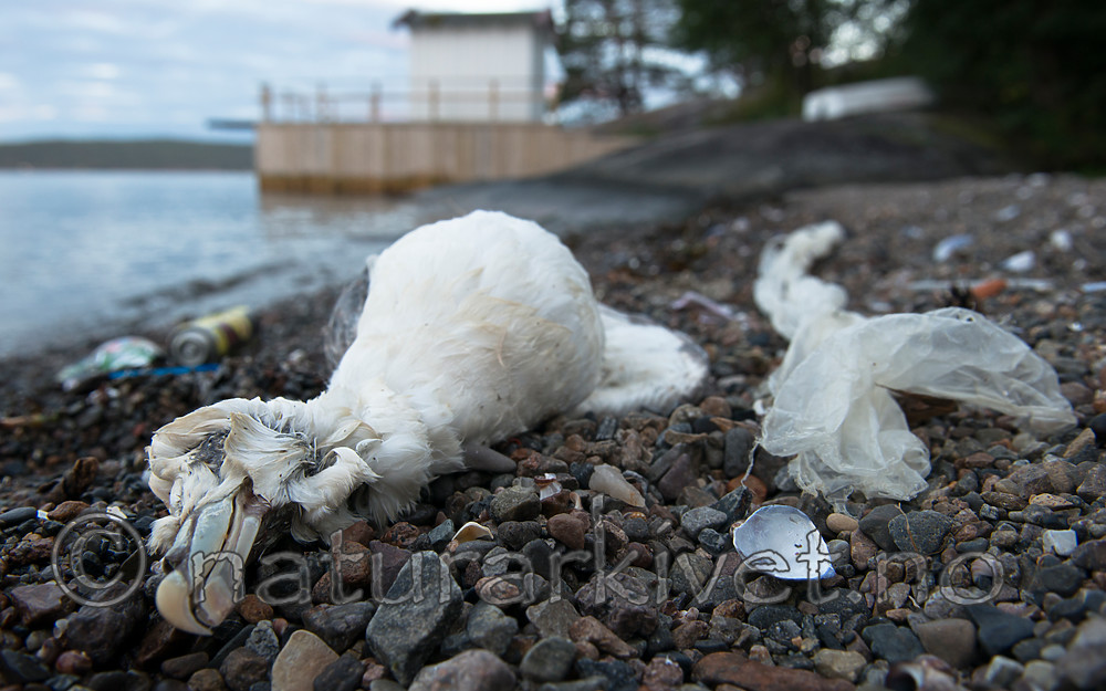 BB_20160818_0016 / Fulmarus glacialis / Havhest