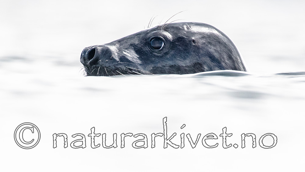 BB_20160821_0414 / Halichoerus grypus / Havert