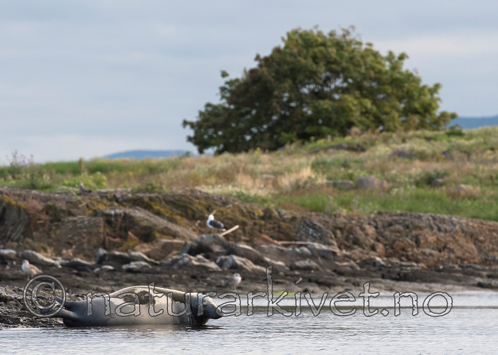 BB_20160823_0009 / Halichoerus grypus / Havert