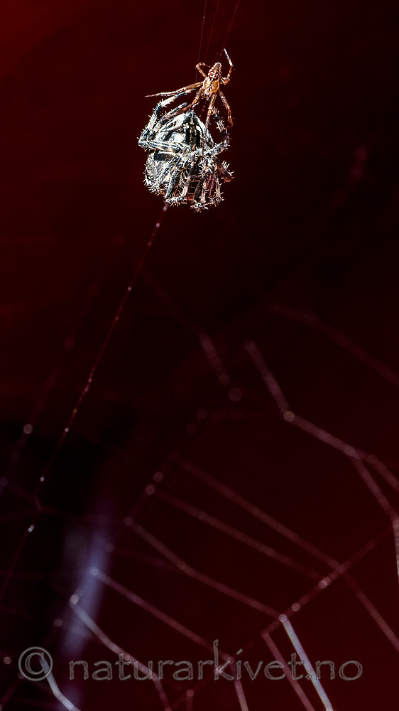 BB_20160827_0045 / Araneus diadematus