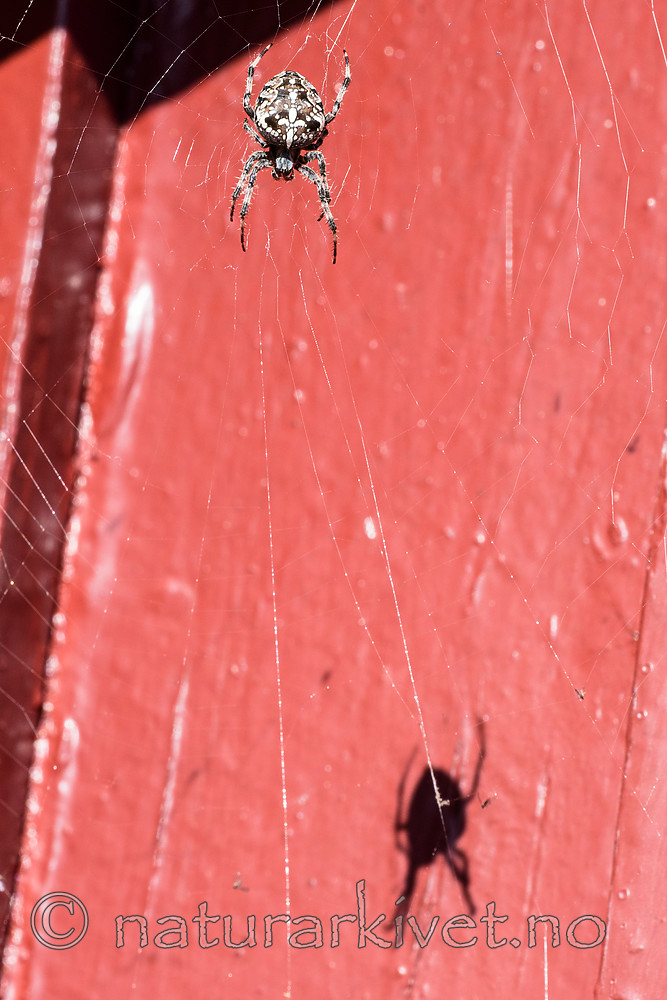 BB_20160827_0059 / Araneus diadematus