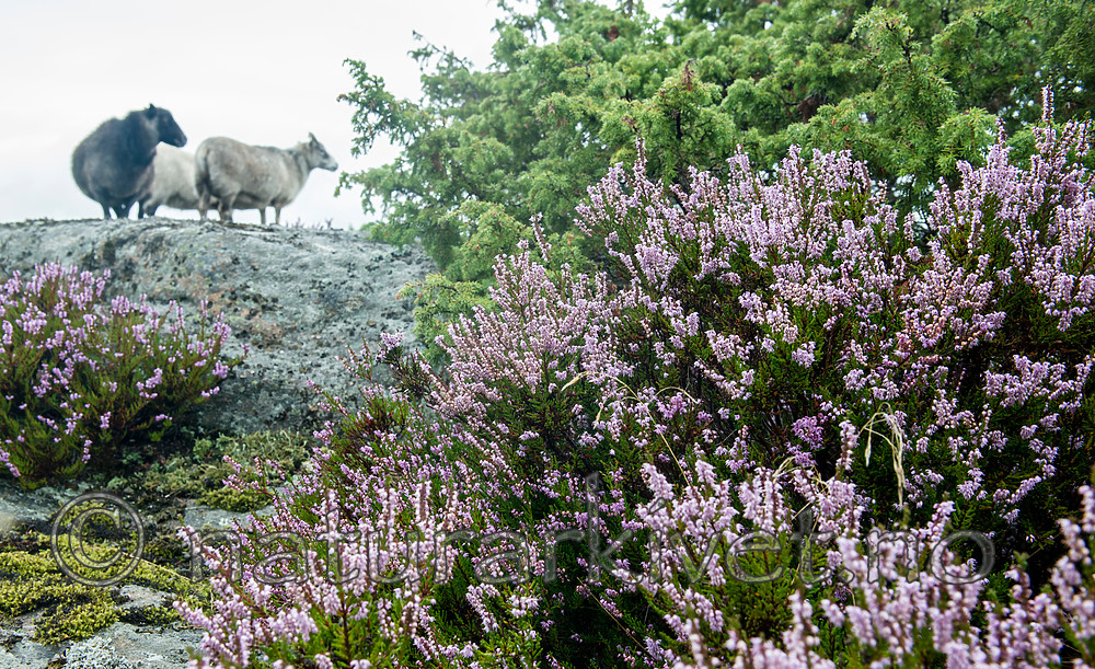 BB_20160828_0129 / Calluna vulgaris / Røsslyng <br /> Juniperus communis / Einer <br /> Ovis aries / Sau