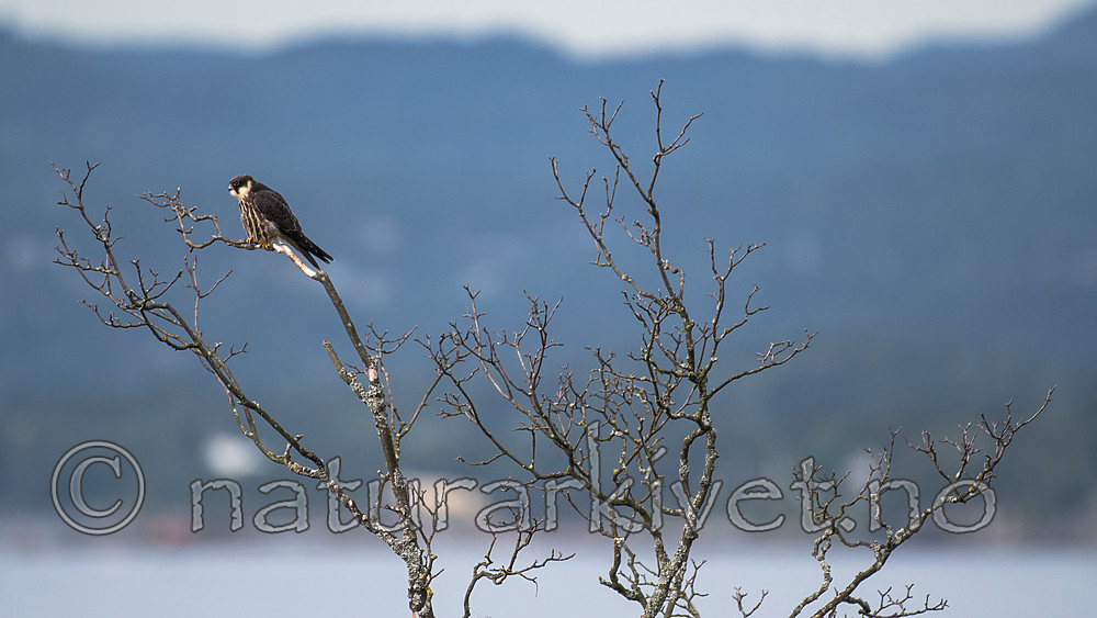 BB_20160830_0104 / Falco subbuteo / Lerkefalk
