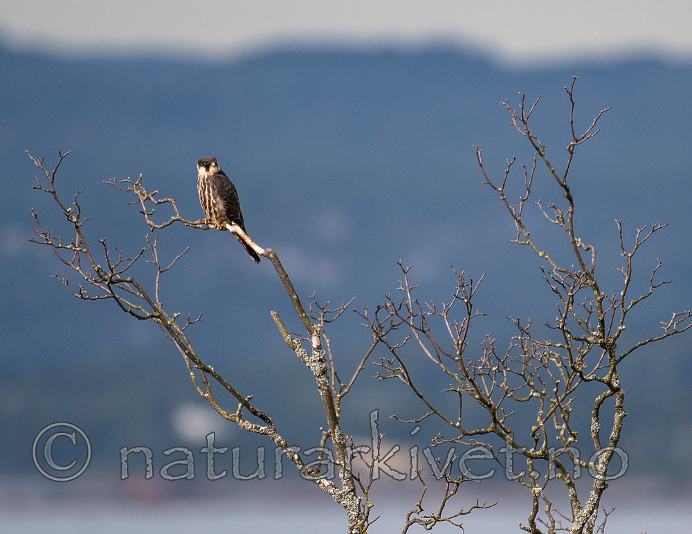 BB_20160830_0116 / Falco subbuteo / Lerkefalk