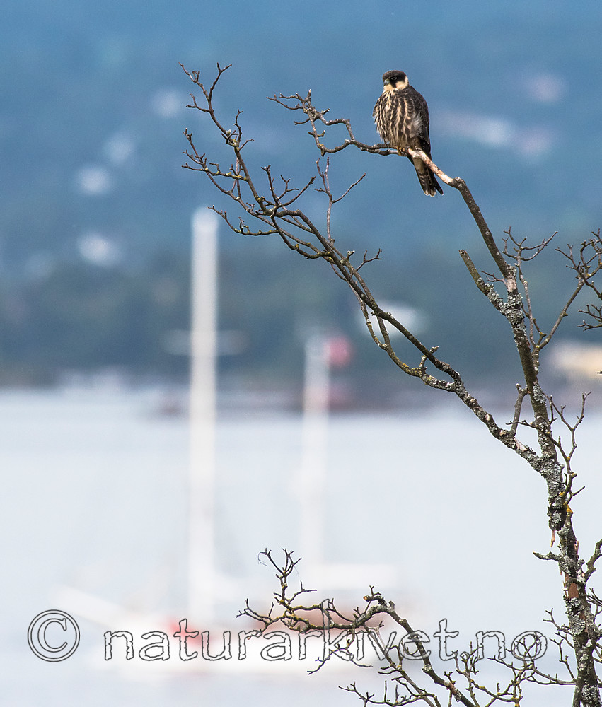 BB_20160830_0162 / Falco subbuteo / Lerkefalk