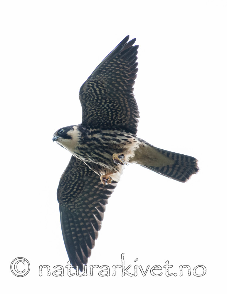 BB_20160830_0249 / Falco subbuteo / Lerkefalk