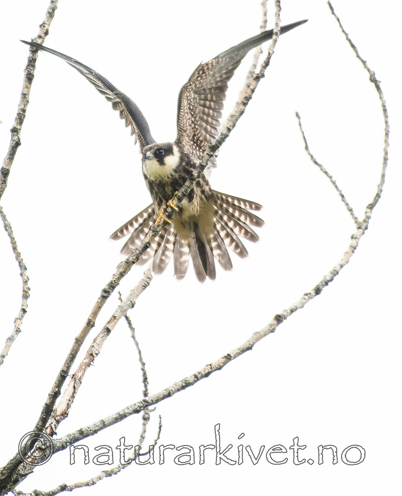 BB_20160830_0338 / Falco subbuteo / Lerkefalk