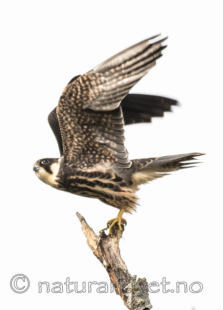 BB_20160830_0520 / Falco subbuteo / Lerkefalk