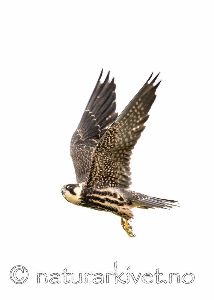 BB_20160830_0523 / Falco subbuteo / Lerkefalk