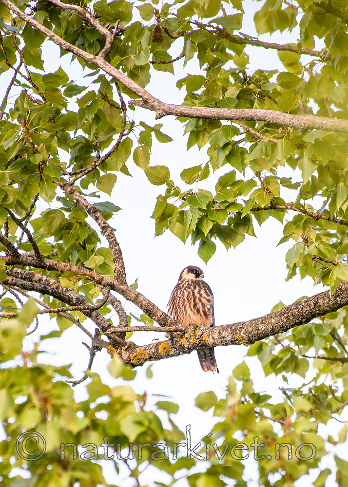 BB_20160901_0020 / Falco subbuteo / Lerkefalk