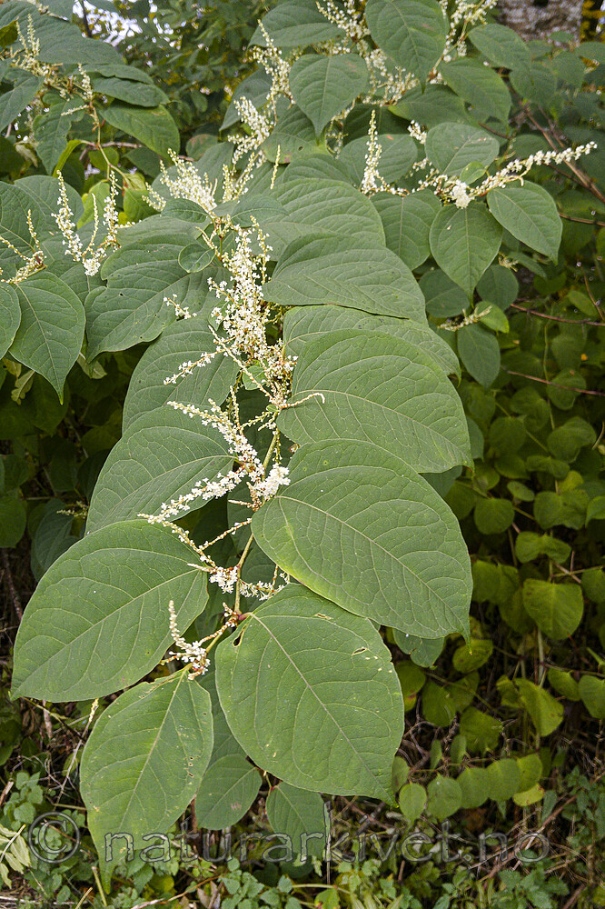 BB_20161021_0001 / Reynoutria japonica / Parkslirekne