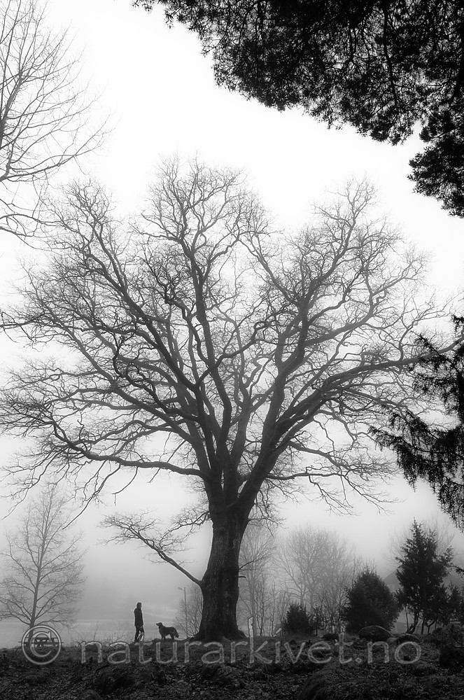 BB_20170122_0017 / Canis lupus familiaris / Hund <br /> Quercus robur / Sommereik