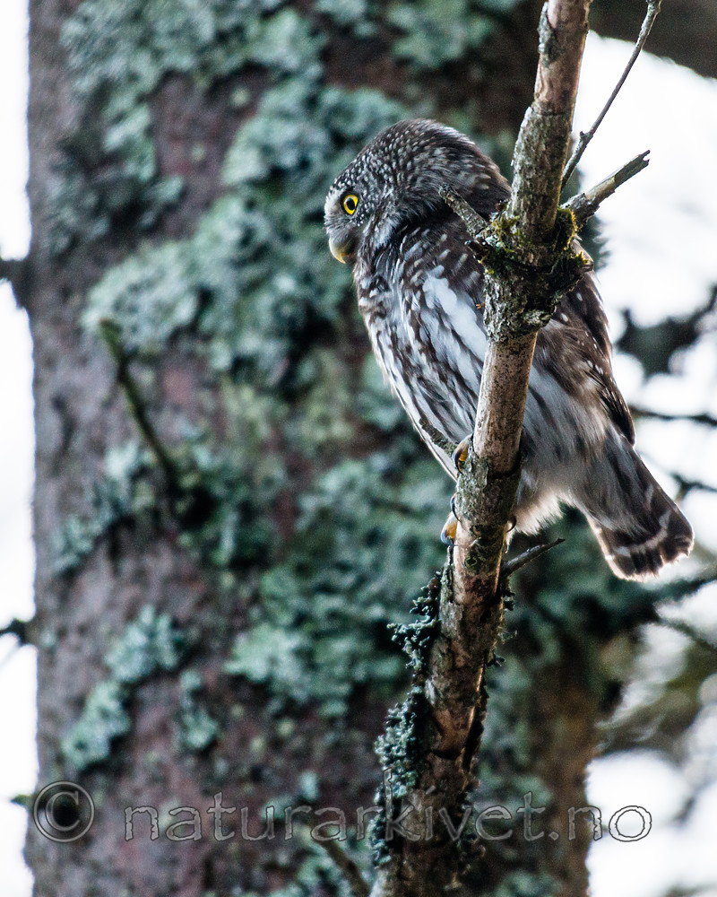 BB_20170219_0009 / Glaucidium passerinum / Spurveugle