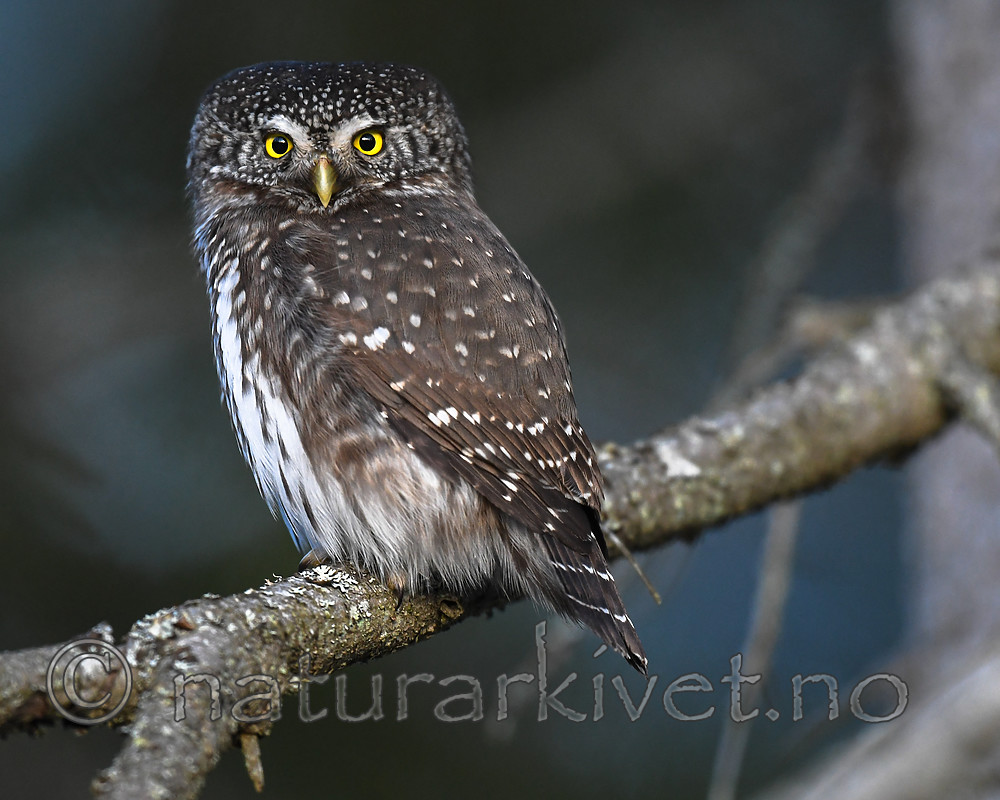 BB_20170221_0033 / Glaucidium passerinum / Spurveugle