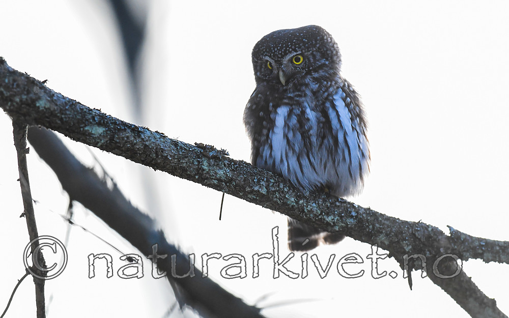 BB_20170221_0050 / Glaucidium passerinum / Spurveugle