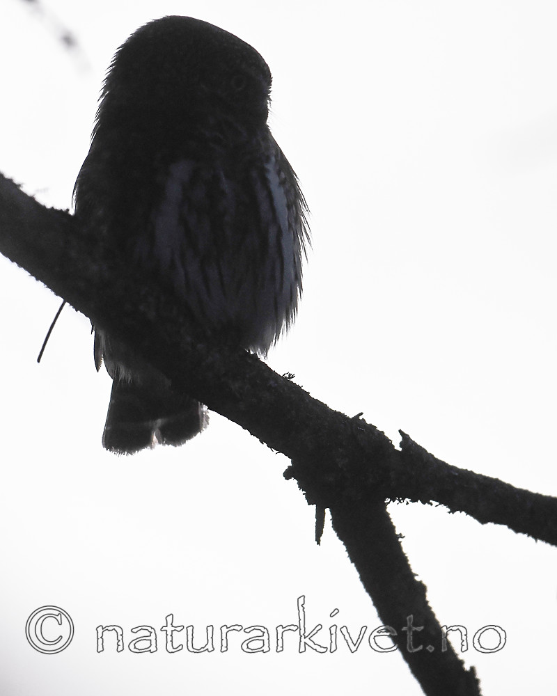 BB_20170221_0051 / Glaucidium passerinum / Spurveugle